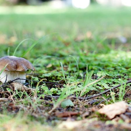Rodinny Penzion U Wolfu Chrastava Dış mekan fotoğraf